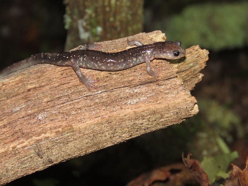Herp Hike 2018