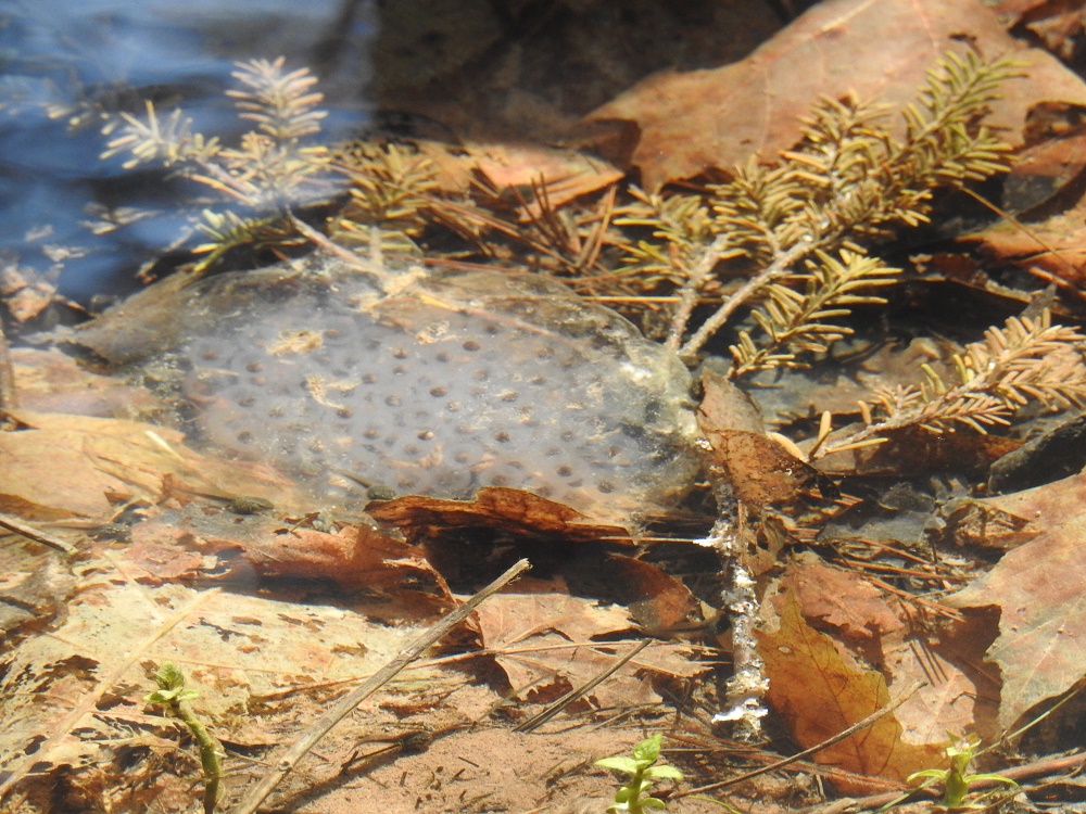 Vernal Pool Monitoring