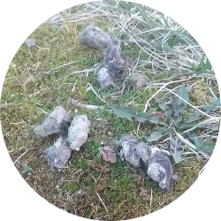 McCormickFarm.2.circle.ef