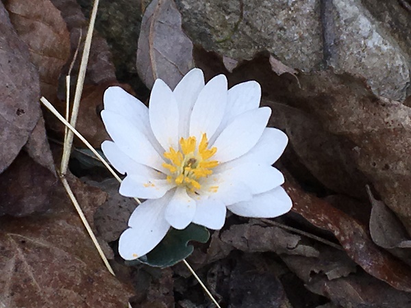 April 27th Wildflower Walks