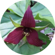 trillium