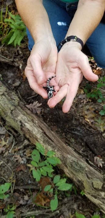 2019_9_22 Marble Salamander at sinkhole pond