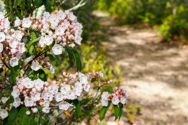 Volunteer Opportunity: 8th Annual Shenandoah Mountain Wildflower Walks