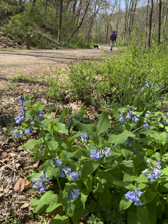 McCormickBluebells600