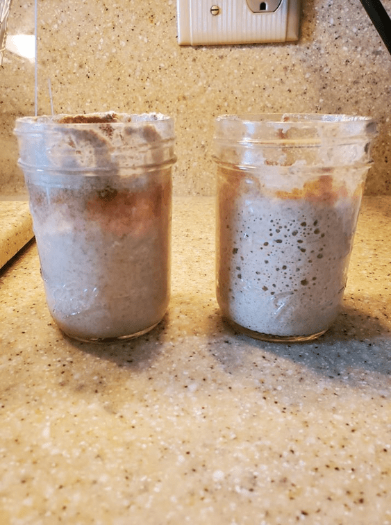 StartersPriorToBaking600