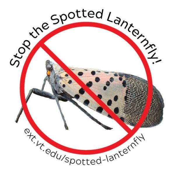 Spotted Lanternfly Monitoring (SLF) Update from Virginia Tech