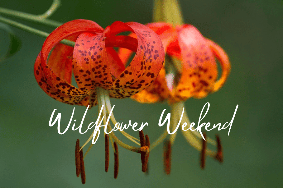 Wildflower Weekend in Shenandoah National Park
